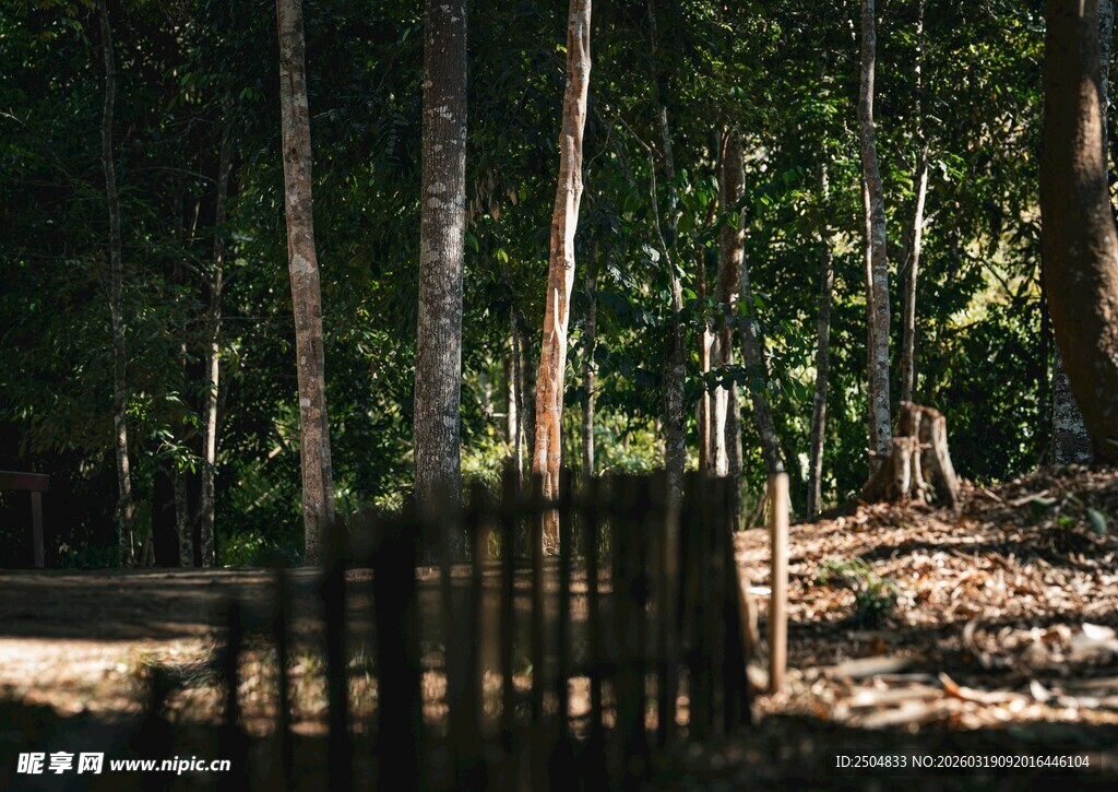 静谧林间木栅栏场景