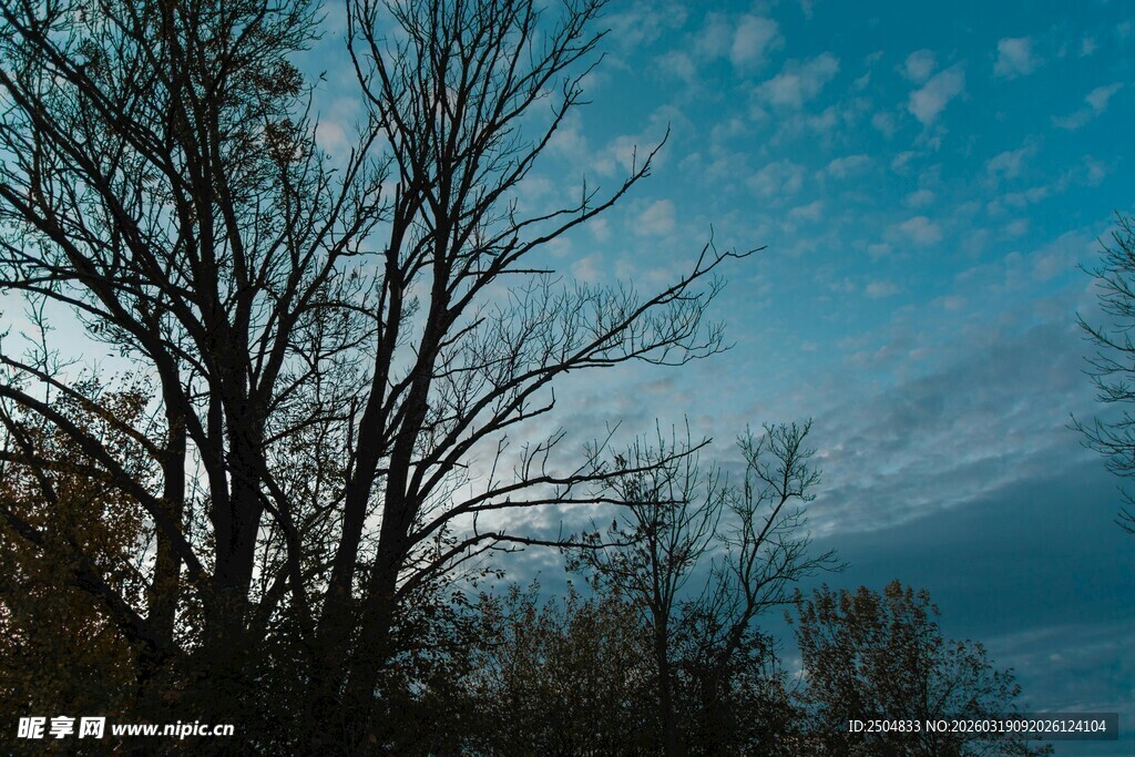 黄昏下的枯树与天空