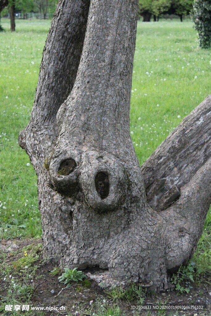 奇特造型的老树根部