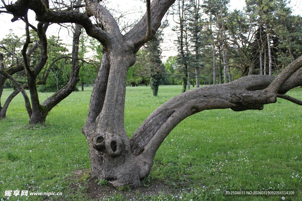 虬枝老树 绿意盎然