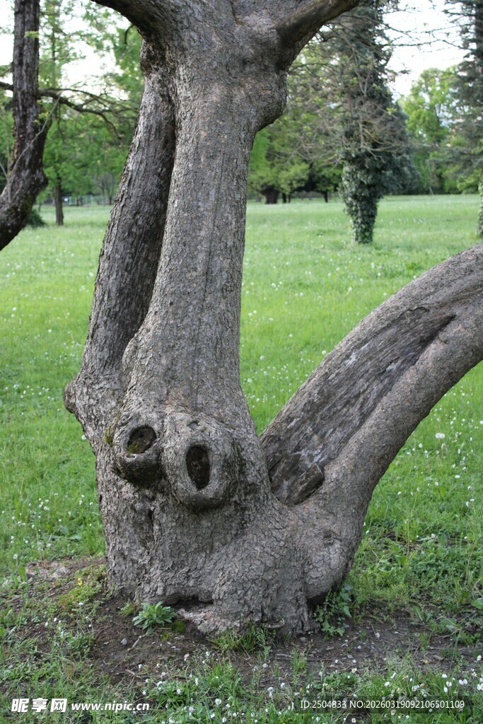 奇特树洞似双眼的老树