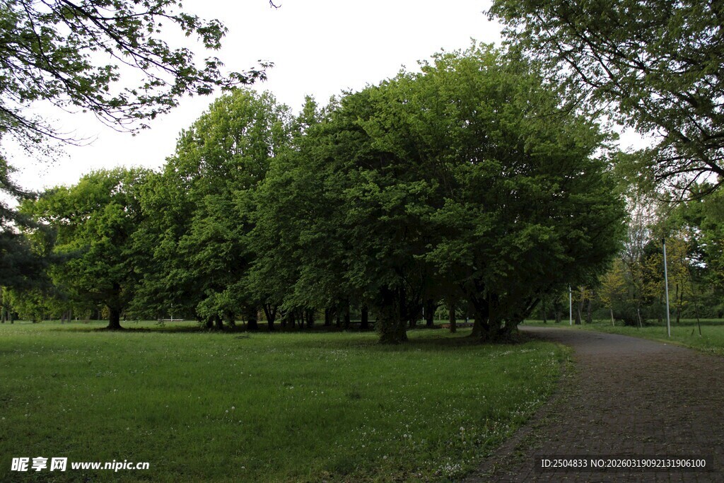 绿意盎然的公园林间小道