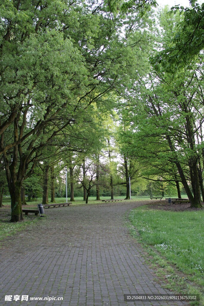 林间幽静石板小径