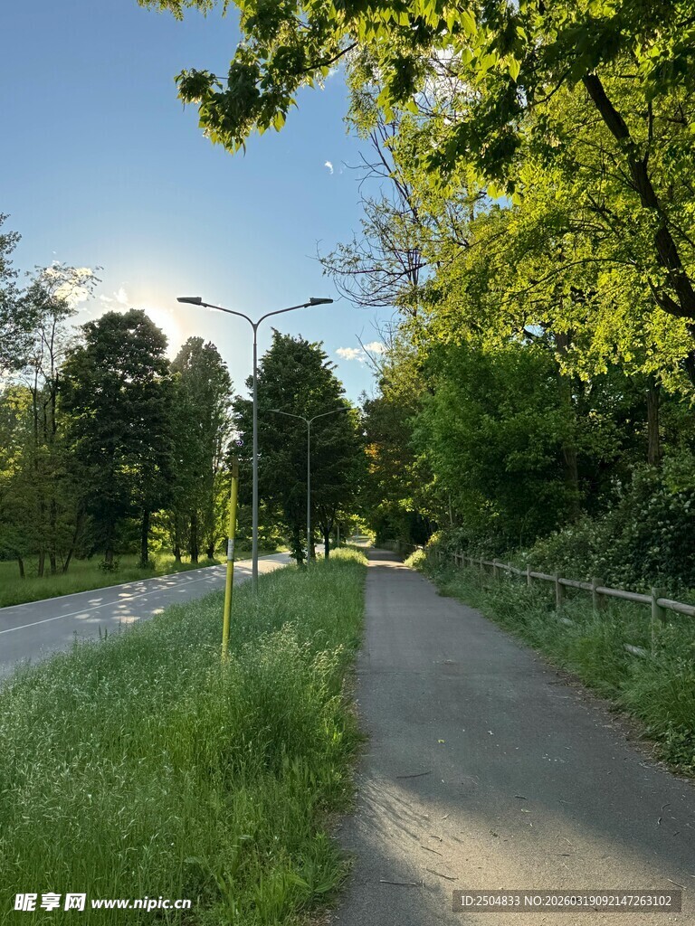 林间小路 阳光洒落绿意浓