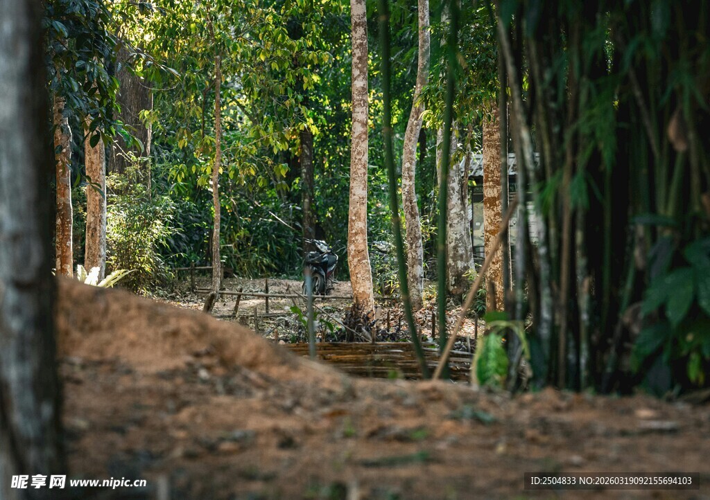 林间静谧小道 绿意盎然