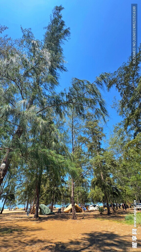 热带海滨椰林风光