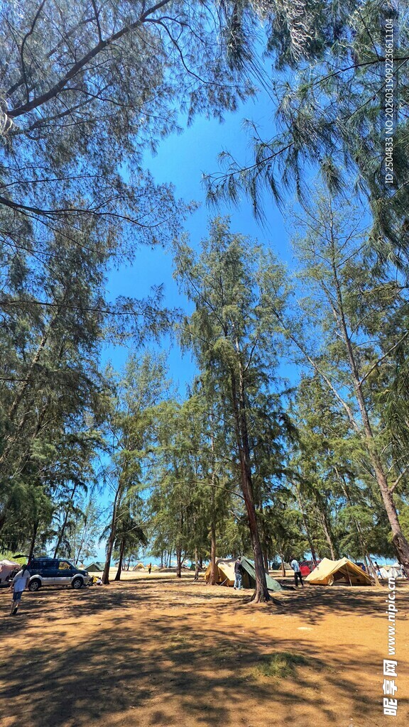 椰林下的开阔休闲场地