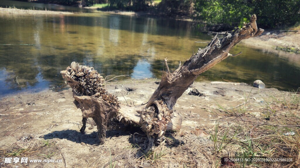 枯树干立于水边场景