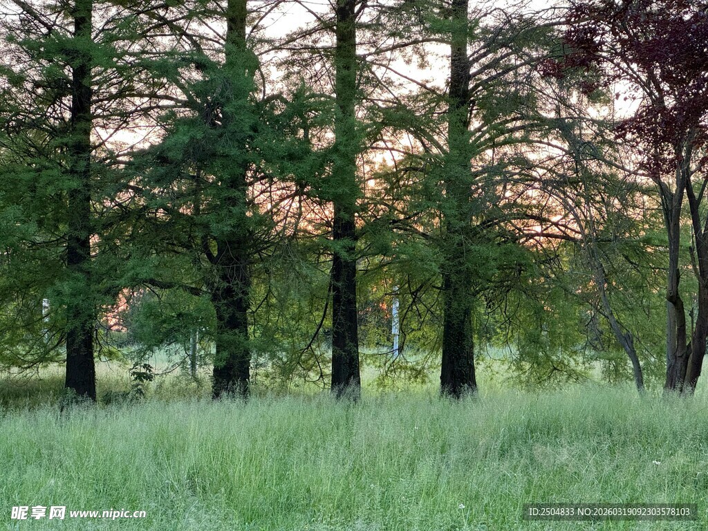 林间草地的静谧风光
