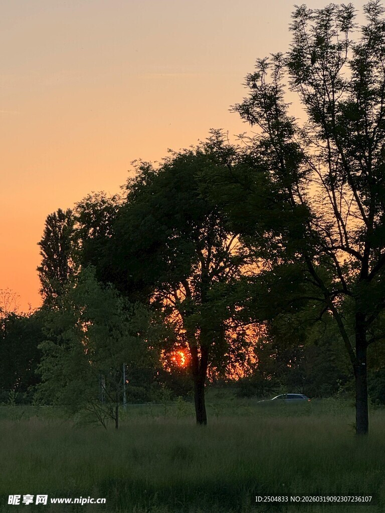 夕阳下的树林美景