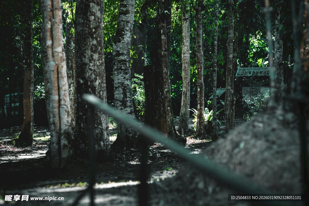 神秘丛林中的金属栏杆景观