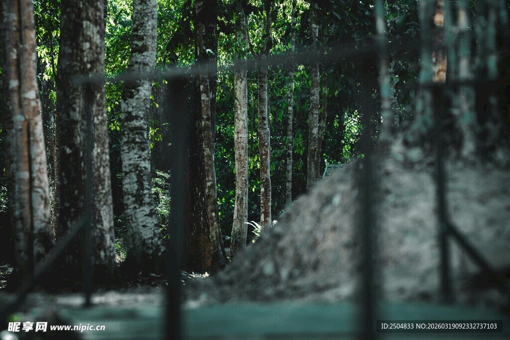 茂密丛林中的清幽景象