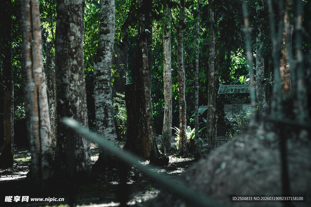 茂密森林中的自然景象
