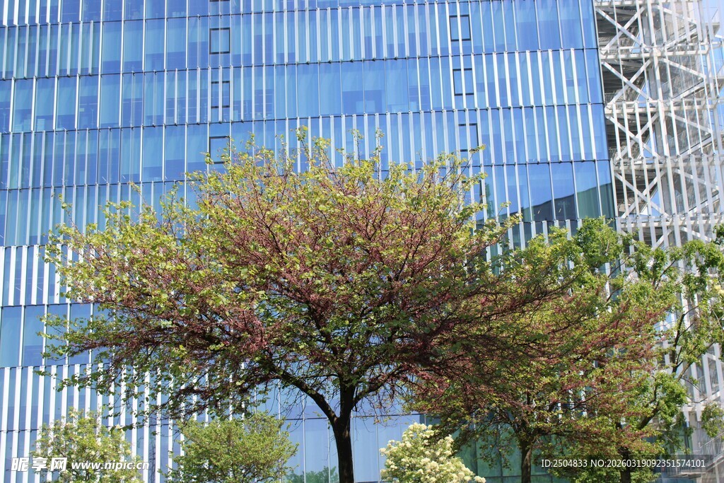 城市中葱郁树木与高楼