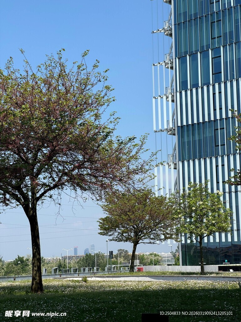 城市中高楼旁的绿树景观