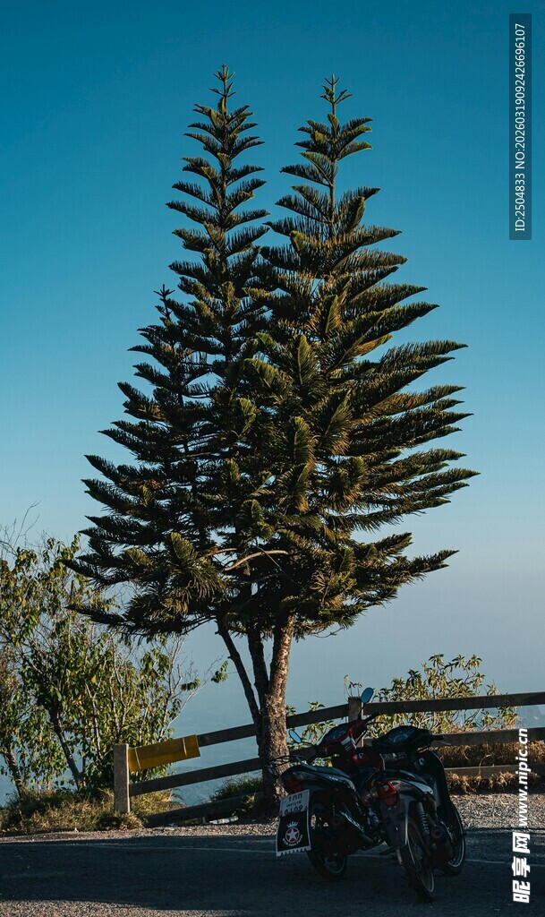 路边挺拔松树与停放摩托