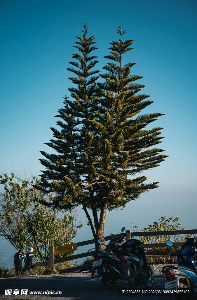 蓝天旁的挺拔松树