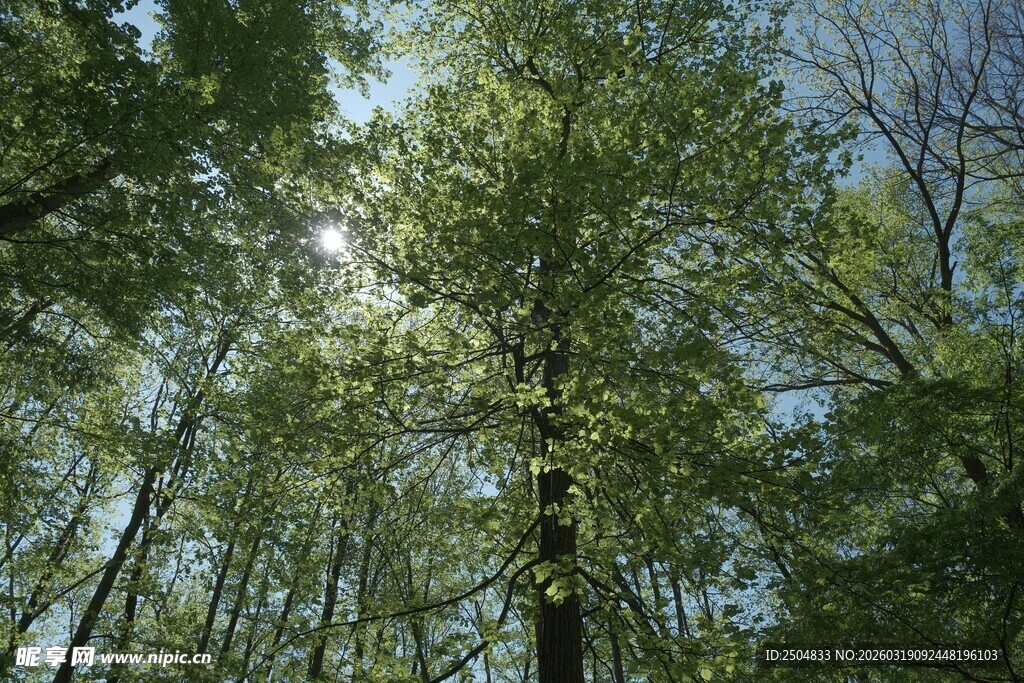 林间阳光洒向葱郁树木