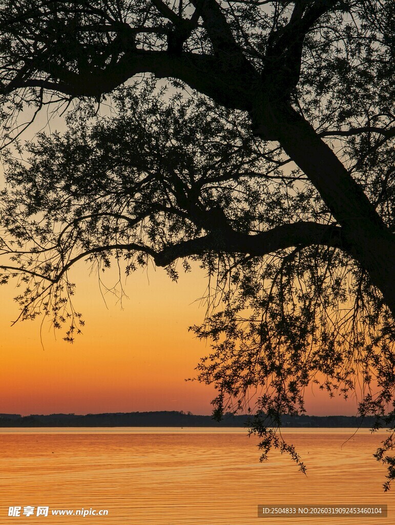 夕阳下的树影与静谧水面