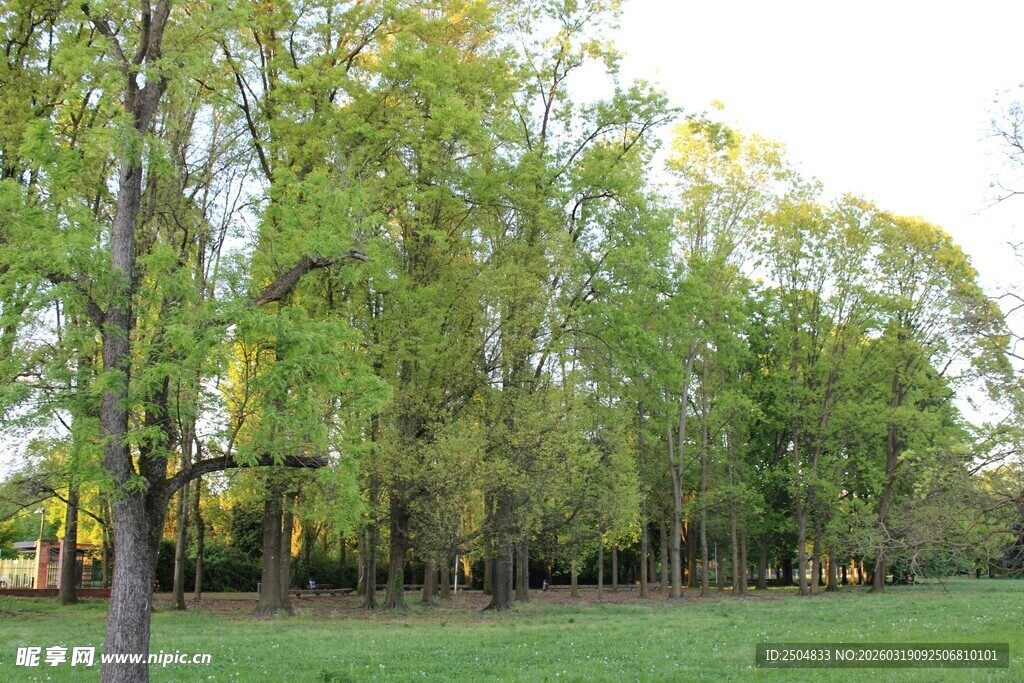 春日葱郁树林与草地