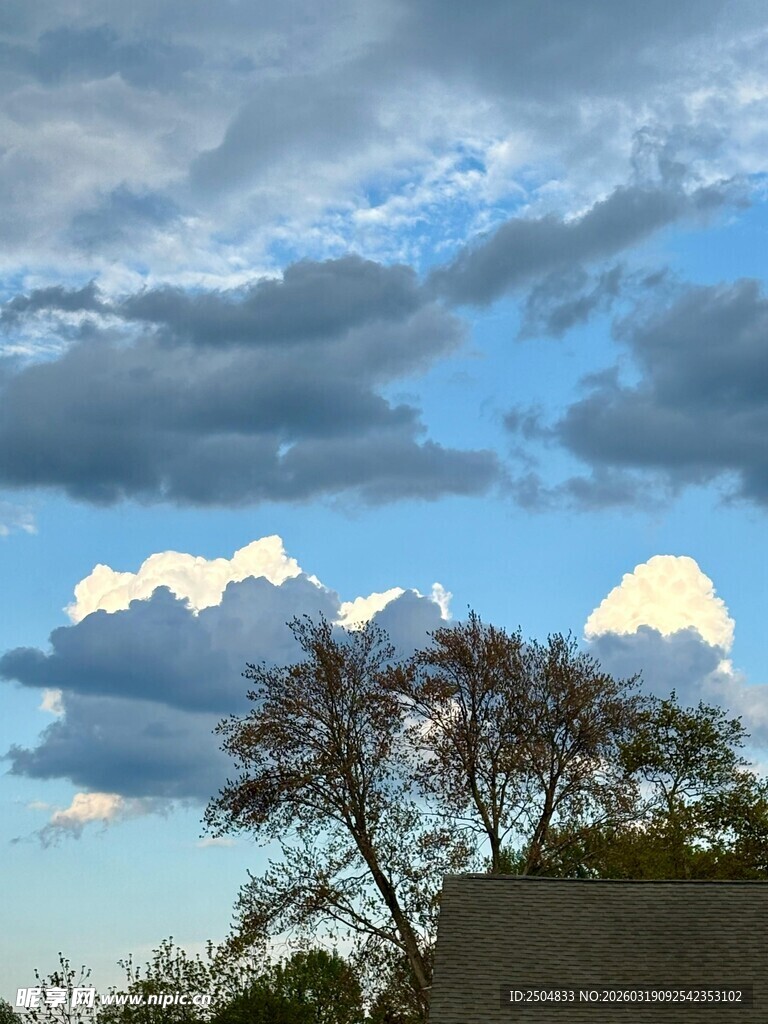 蓝天云下的树木景致