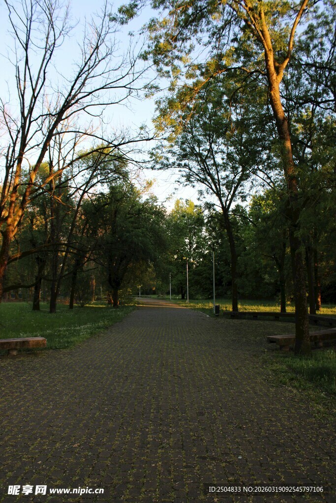 林间小道 静谧自然之景