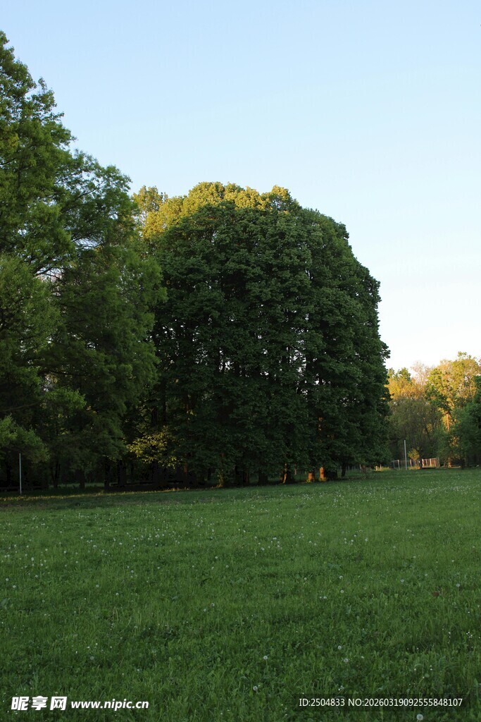 绿意盎然的草地与树木