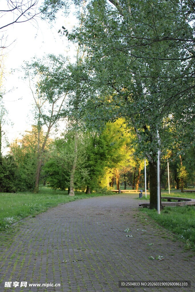 林间小道的静谧风光