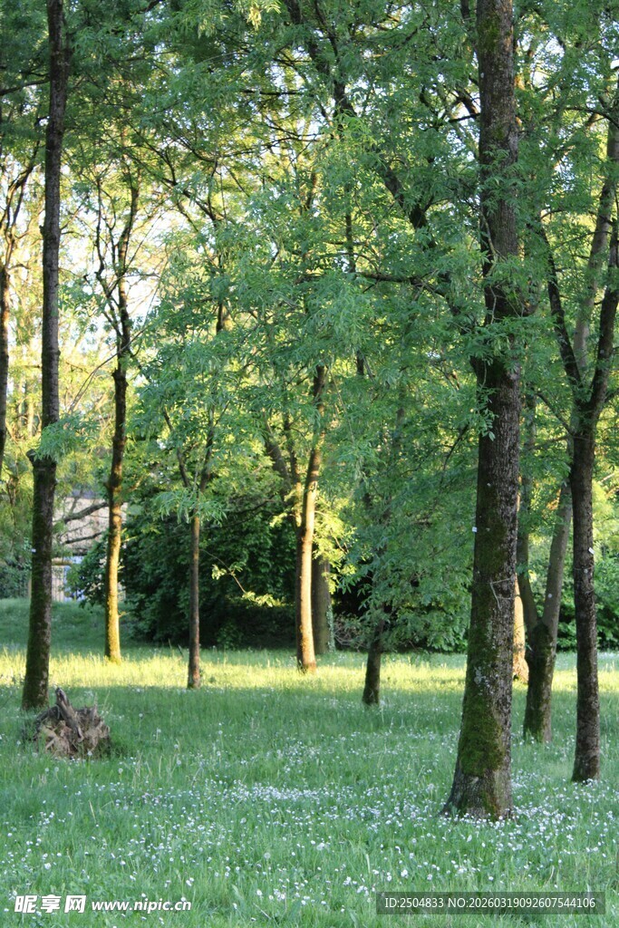 林间草地 阳光洒落美景