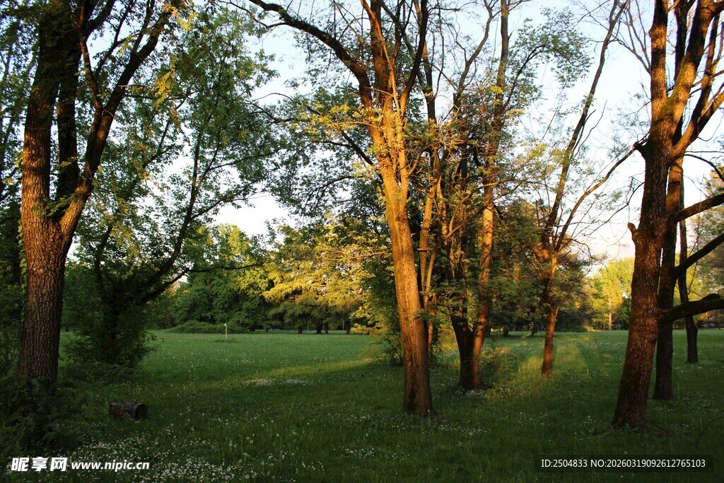 林间草地的静谧光影