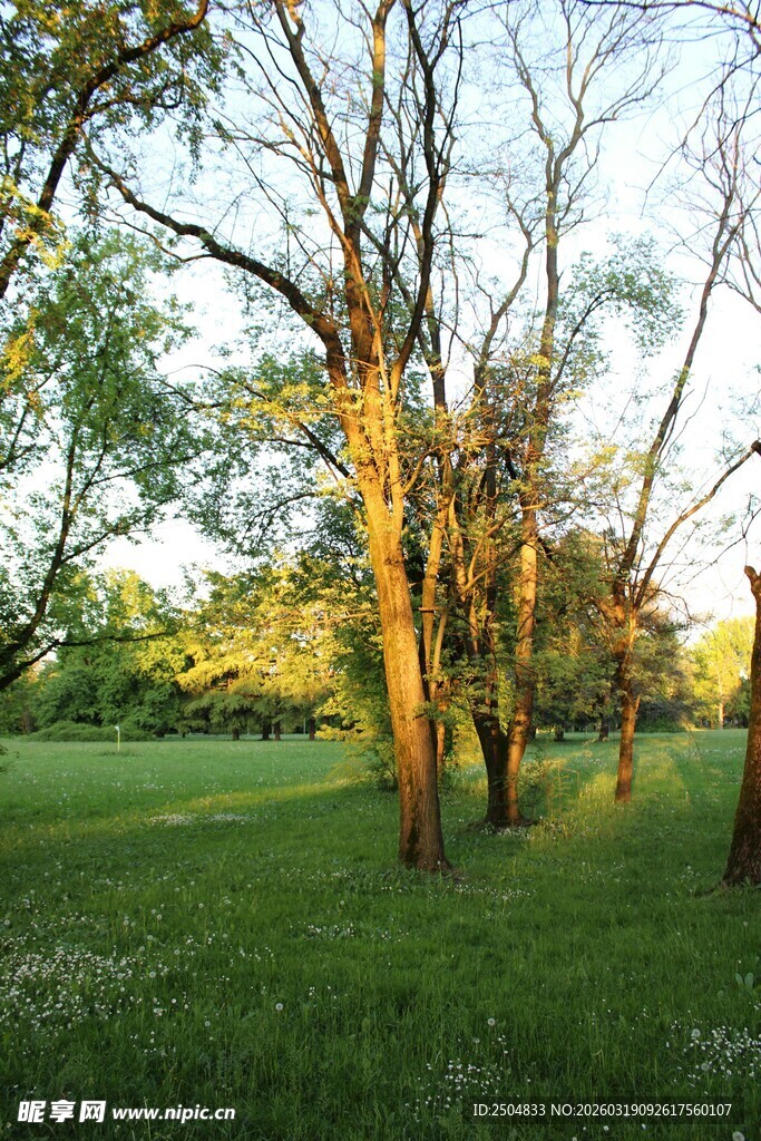 阳光洒落林间的静谧草地