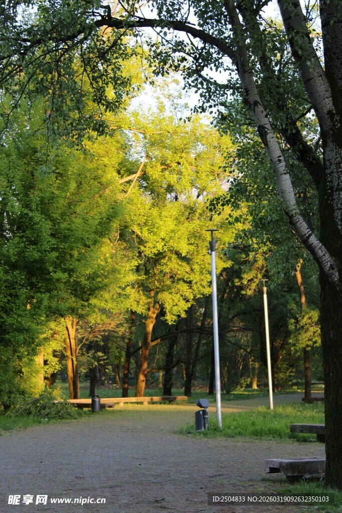 秋日公园林荫小道美景