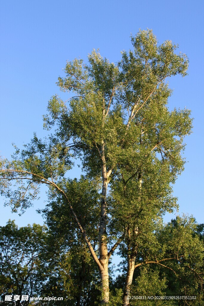蓝天映衬下的葱郁树木