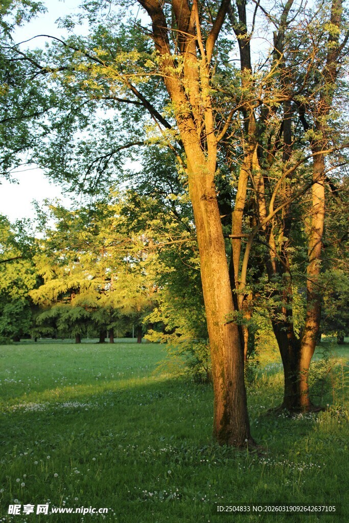 阳光洒落林间草地