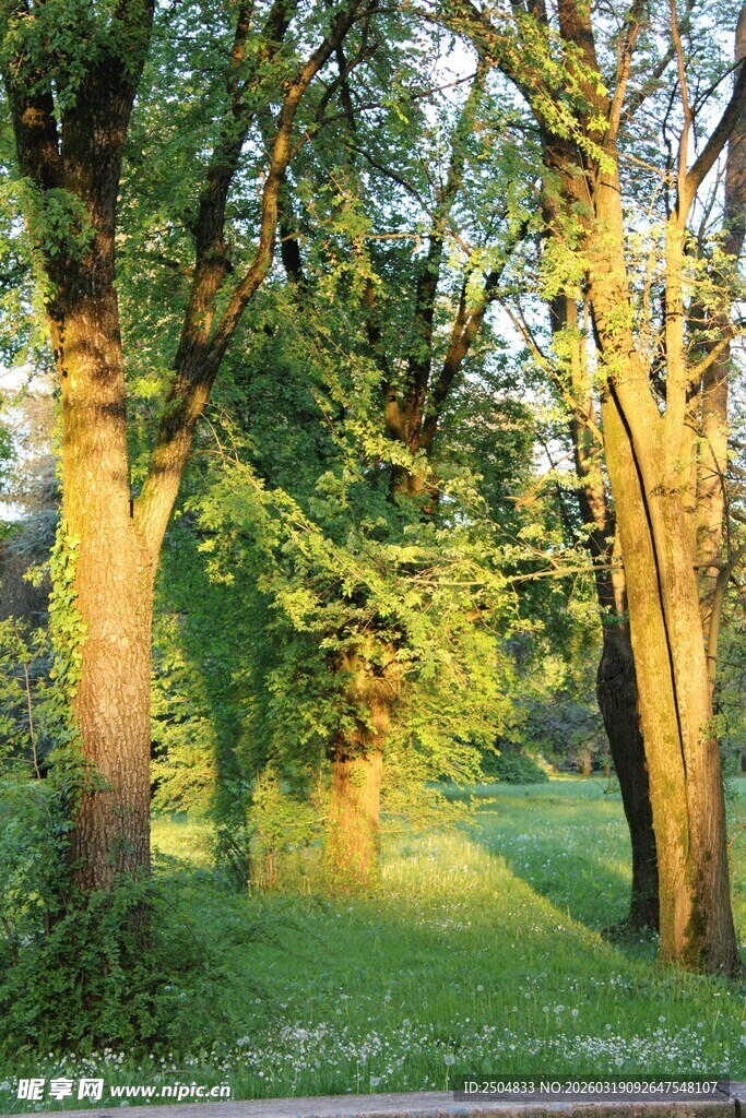 林间晨光下的静谧绿意