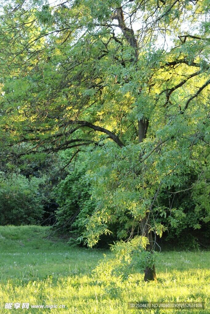 林间绿树 草地阳光美景