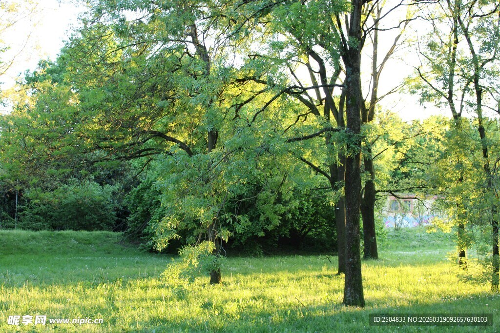 阳光照耀下的绿意盎然树林