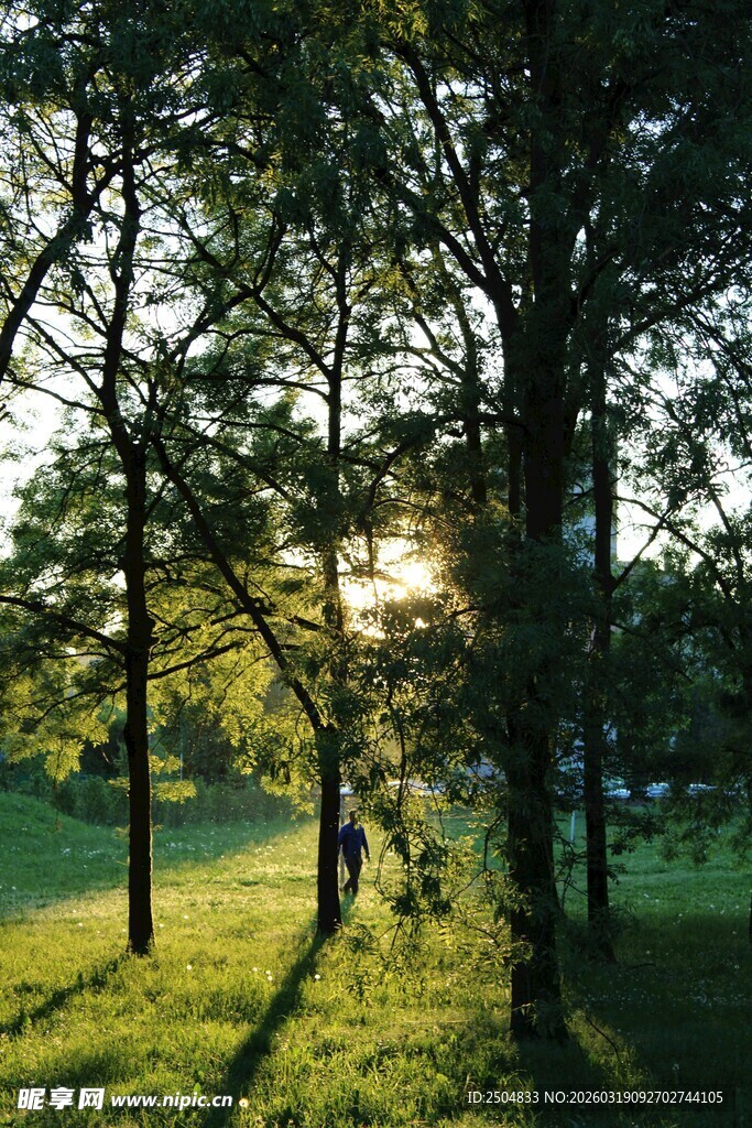 林间晨光 静谧美好景象
