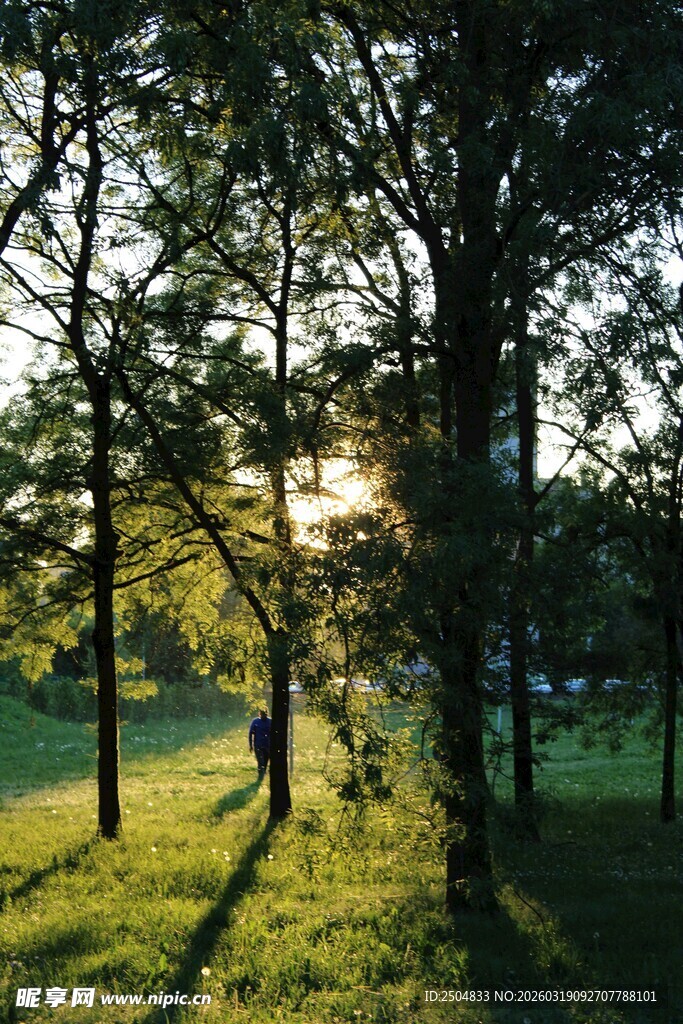 林间夕照 绿意盎然的美景