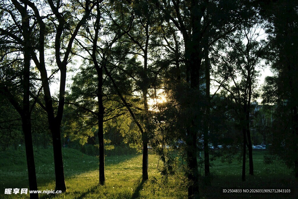 林间晨光洒下的静谧美景