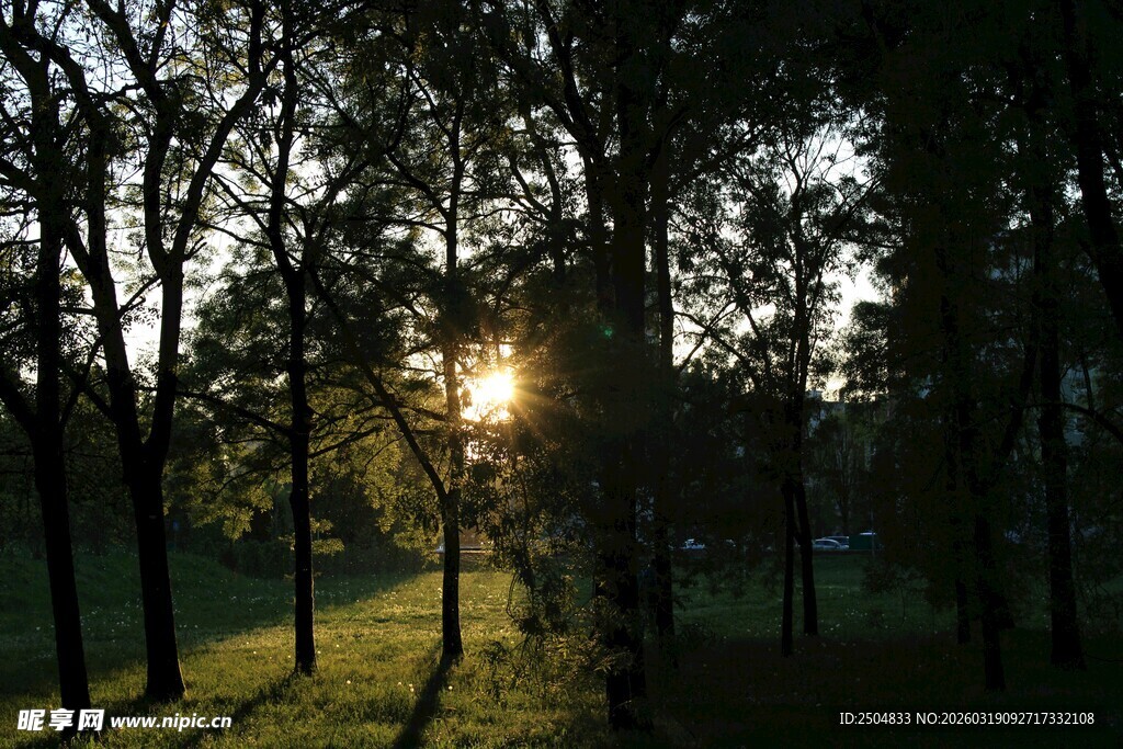 林间日落美景
