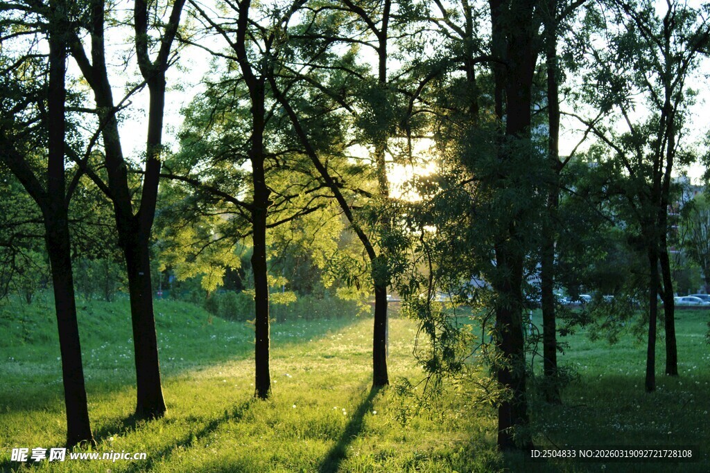 林间晨光 绿意盎然美景