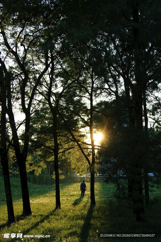 林间日落美景
