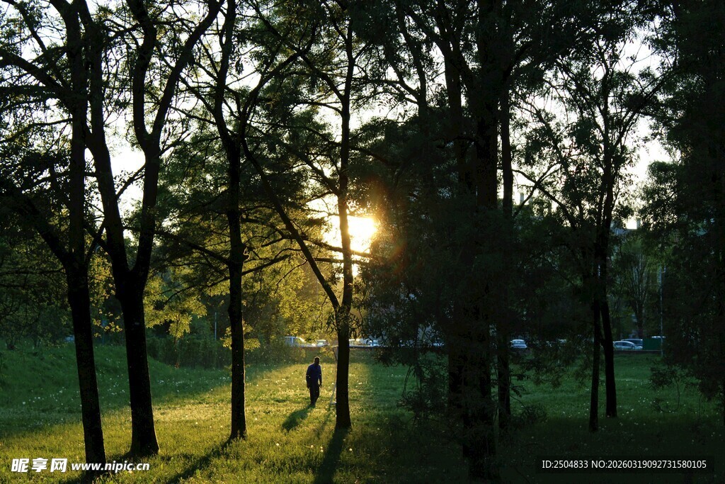 林间夕阳美景