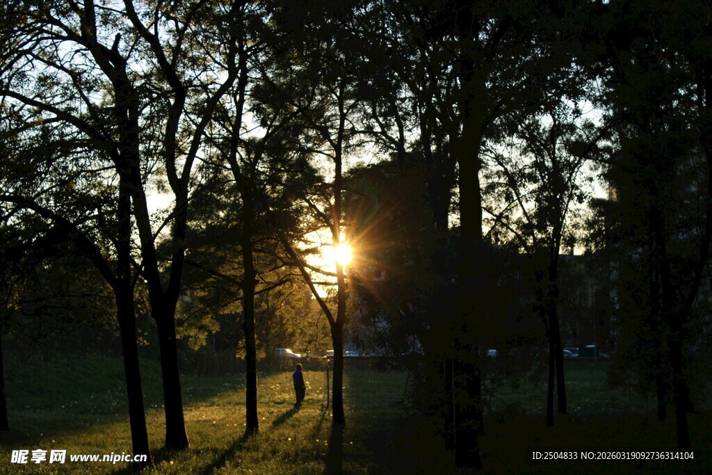 夕阳下的林间美景