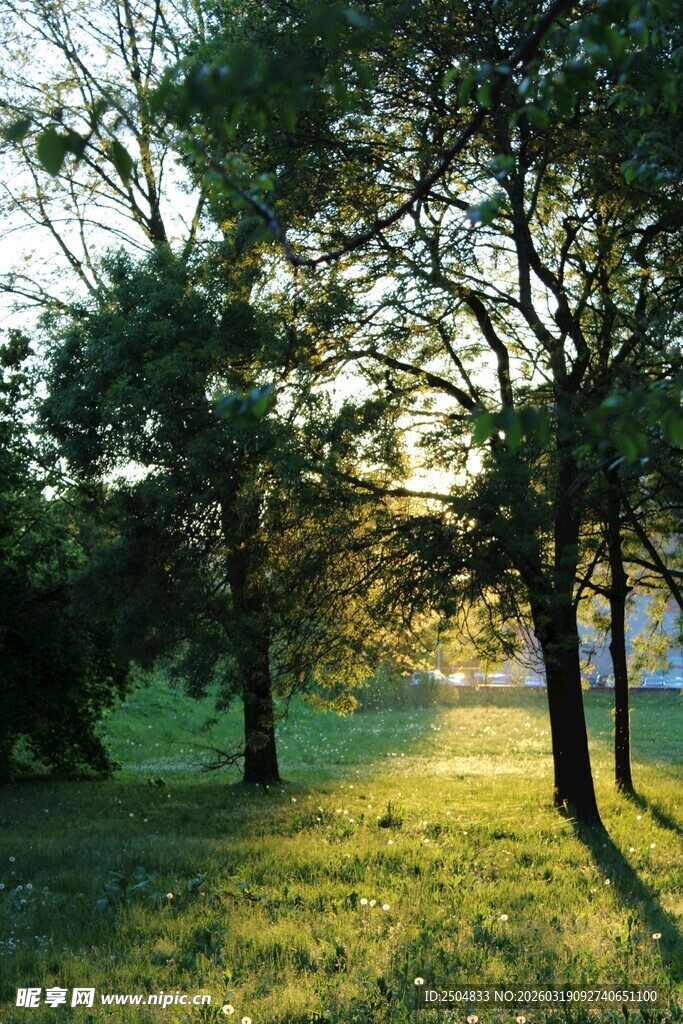 夕阳下的林间草地美景