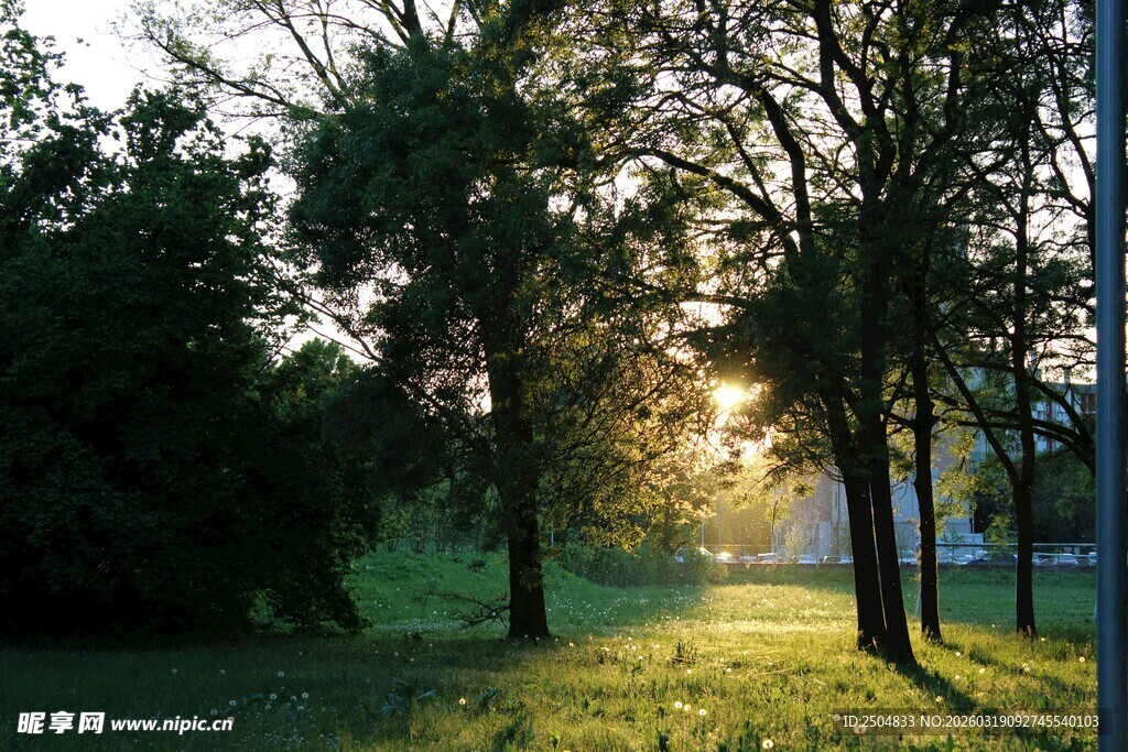 夕阳下的林间草地美景