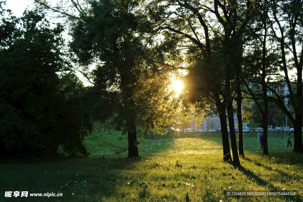 林间晨光 洒下金色诗意