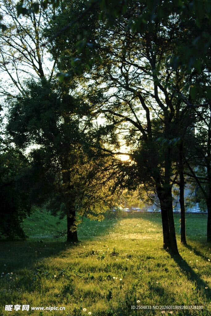 夕阳下的林间草地美景