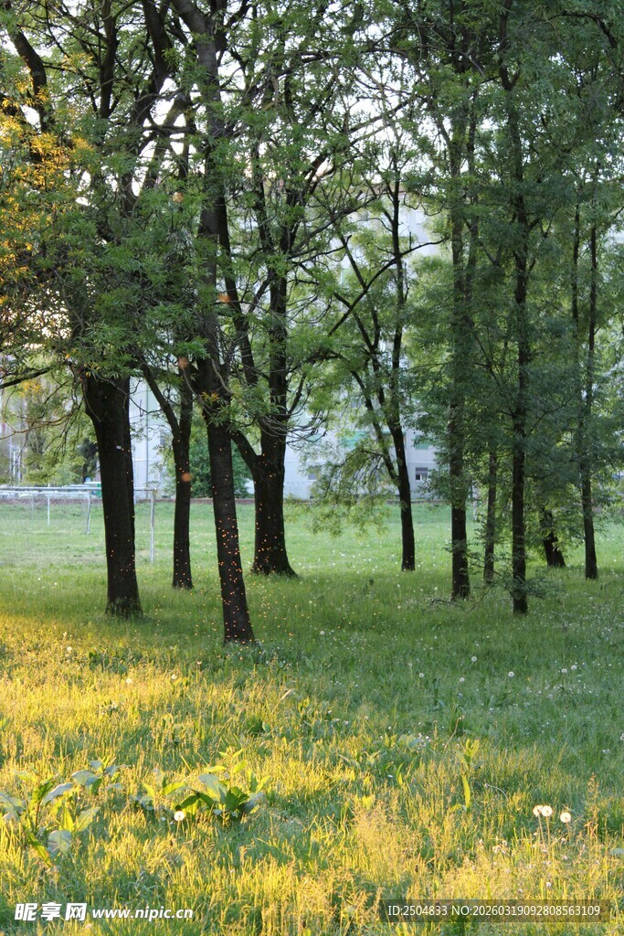 林间草地 阳光洒落美景
